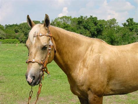 picture of a palomino|Palomino Horse Facts with Pictures